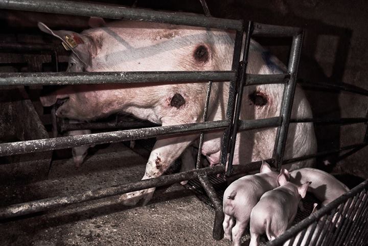 porcos-presos-crianças-bebês-filhotes-direitos-animais-veganismo