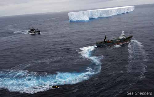 tripulante-da-sea-shepherd-e-derrubado-em-aguas-geladas-da-antartida-por-japoneses-humber-yushin-iceberg