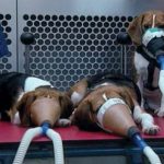 Projeto proíbe uso de animais em pesquisas se houver sofrimento