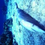 Comercial “Shark Finning” da Sea Shepherd Conservation Society