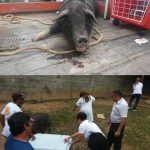 CCZ de Osasco está doando 11 porquinhos e sua mãe