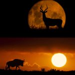 Fotógrafo capta silhueta de animais na África do Sul