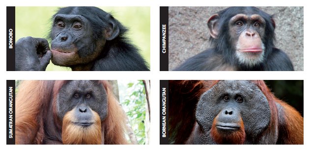 grandes-primatas-declinio-alarmante-da-especie
