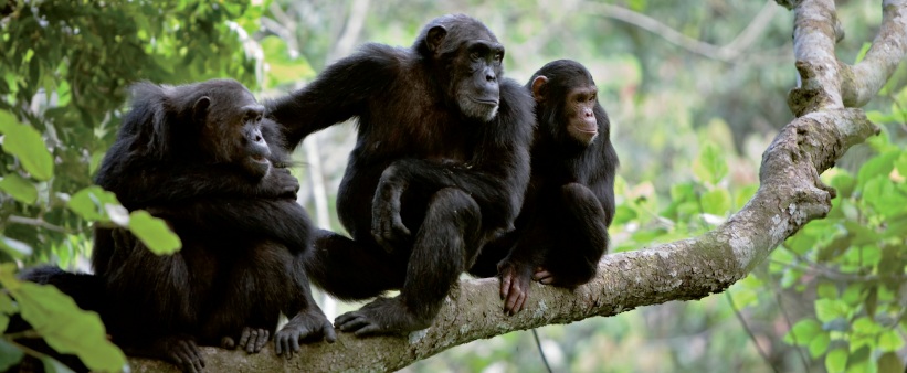 grandes-primatas-o-declinio-alarmante-da-especie