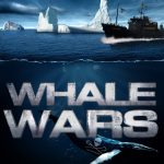 Whale Wars: começa no 2º semestre o programa da Sea Shepherd