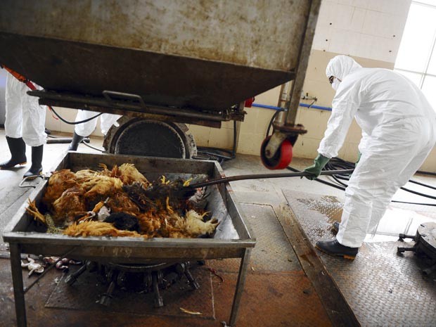 Funcionários trabalham na desinfecção de aves sacrificadas por causa do vírus H7N9, na China - (Foto Reuters Stringer)