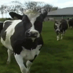 Vacas pulam de felicidade durante descanso anual em empresa