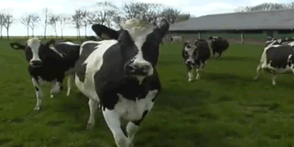 vacas-pulam-de-felicidade-durante-descanso-anual-em-empresa-exploradora