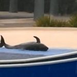 Público se revolta com golfinho maltratado em Sea World
