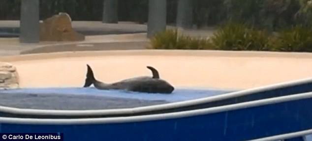 Público-revolta- golfinho-maltratado-Sea-World-stress-falta-cuidado-cativeiro-aquarios