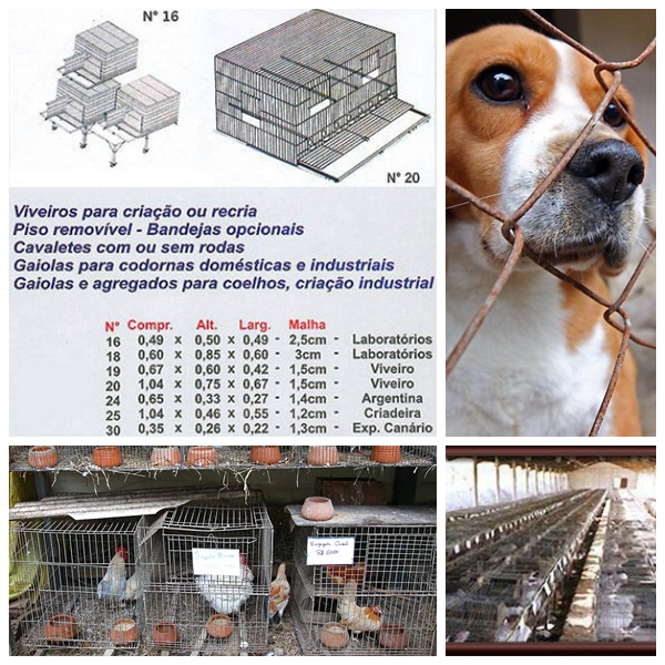 fazenda-angolana-jaulas-laboratórios-beagles-aves-gaiolas