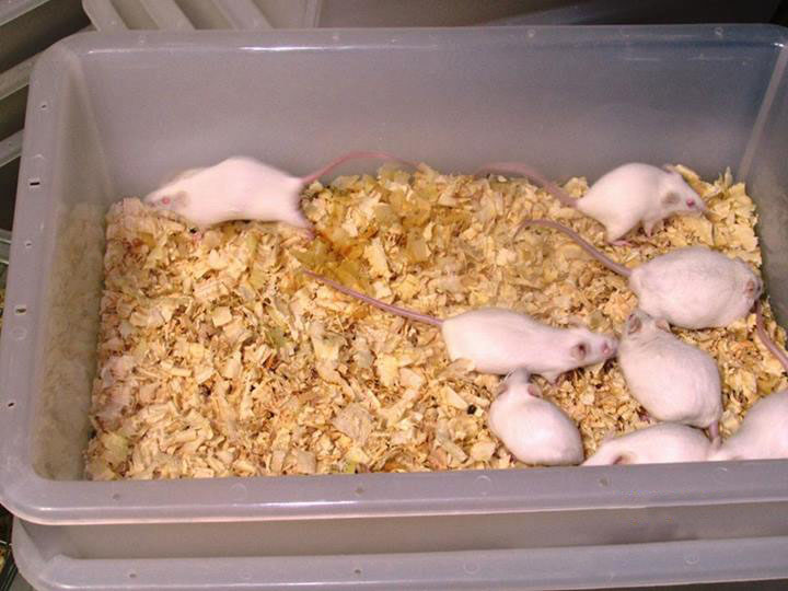 alf-brasil-instituto-royal-são-roque-laboratório-ratos-roedores-camaleão