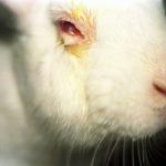 Biomédica comenta sobre proibição de alguns testes em animais