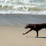 Cão na praia renderá multa alta para tutores no Litoral Norte