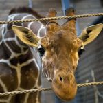 Nota sobre o assassinato do filhote de girafa em Zoo na Dinamarca