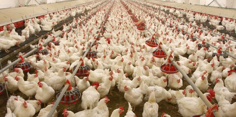 dida-industria-ovos-consumo-carne-direitos-animais