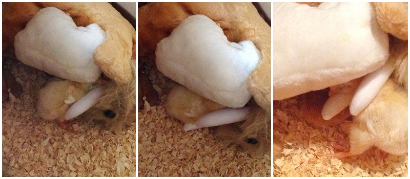 dida-pintinho-dormindo-debaixo-asas-mãe-pelúcia-galinha