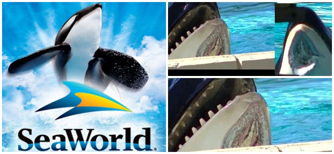 projeto-de-lei-nova-iorque-visa-proibir-orcas-aquario-sea-world-maus-tratos-animais-show-expetaculos