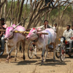 Corridas de bois são proibidas na Índia