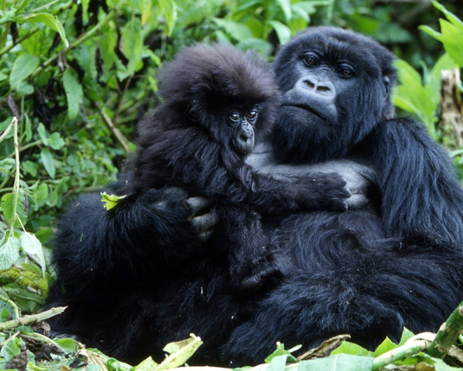 petroleira-e-impedida-de-explorar-em-habitat-de-gorilas-ameacados-gorilas-das-montanhas-congo-animais