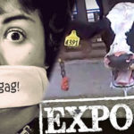 Casos de repressão a ativistas do movimento animalista