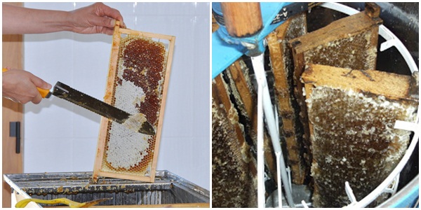 desoperculação-mel-abelhas-exploração-veganismo-direitos-animais