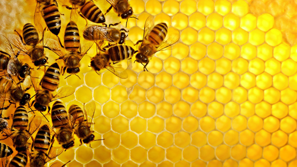 mel-como-funciona-a-extracao-e-a-exploracao-da-abelha