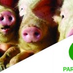 Partido Verde quer Pecuária Sustentável e Bem-Estar no Brasil