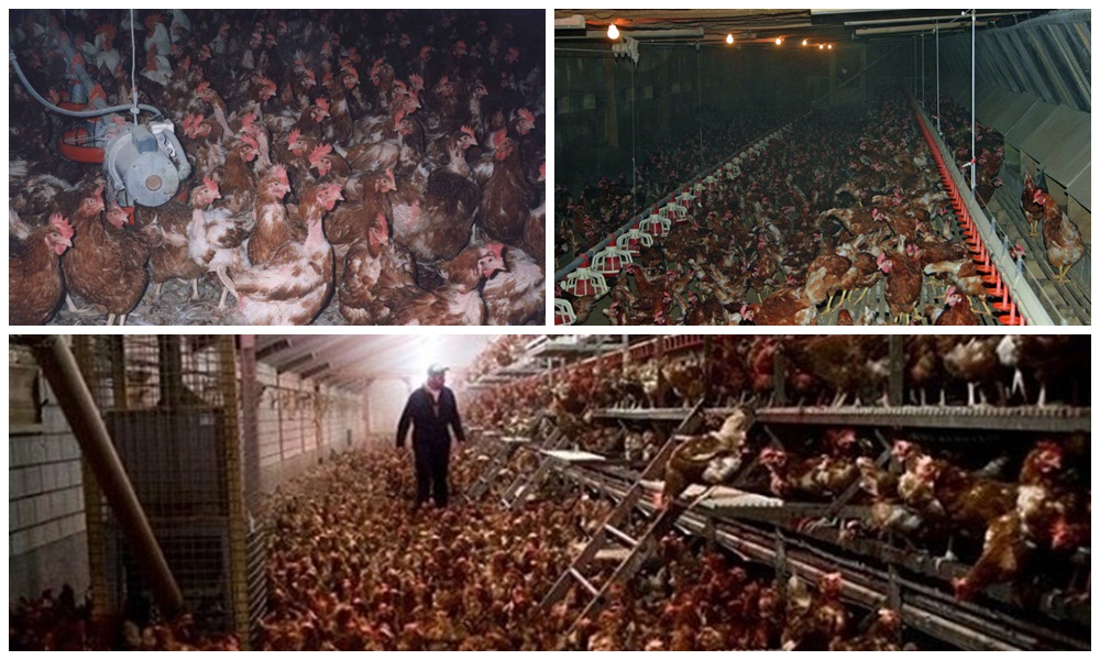 propaganda-enganosa-publicidade-ovos-galinhas-felizes-soltas-consumo-free-range-cage-range-veganismo-especismo