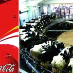 Coca-Cola vai separar bezerros de vacas para produção de leite