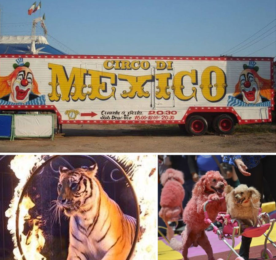cidade-mexicana-de-enseada-proibe-circos-com-animais-méxico-baixa-california