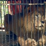 Santuário brasileiro salva mais um leão maltratado em circos