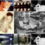 Pode a experimentação animal ser considerada ética?