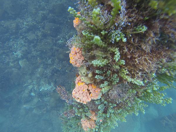 turismo-irresponsavel-ameaca-biodiversidade-em-recifes-corais