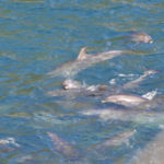 Aquários japoneses vão parar de adquirir golfinhos de Taiji