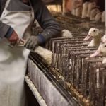 Foie gras é proibido em Sorocaba (SP)