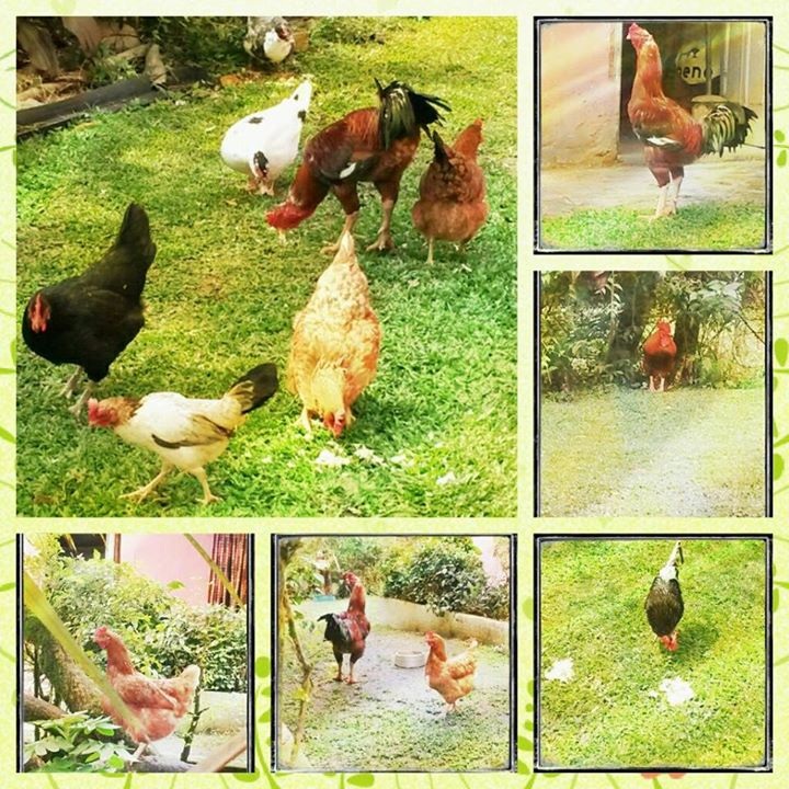 galinhas-galinhos-patinhas-estao-para-adocao-no-interior-de-sao-paulo-juquitiba-veganismo-direitos-animais-vegetarianismo