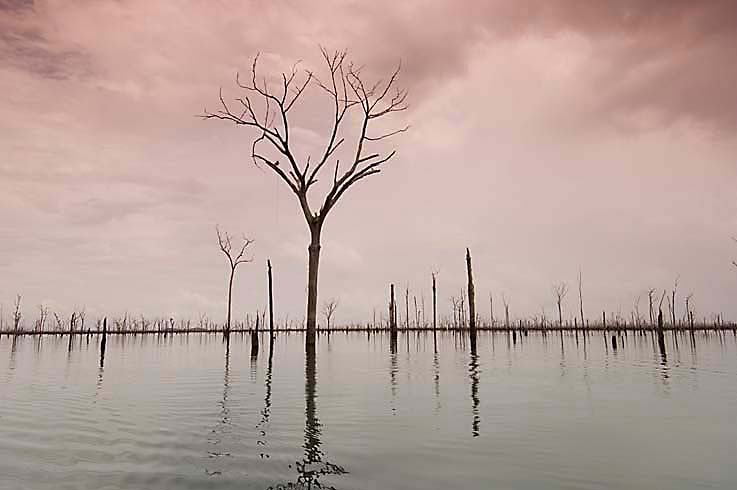 Restos de árvores inundadas no lago formado pela usina hidrelétrica de Balbina, no rio Utumã local : Presidente Figueiredo-AM data : Mar 2007 autor: Mauricio Simonetti
