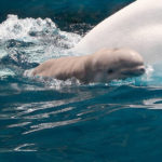 SeaWorld: filhote de baleia-branca morre no parque