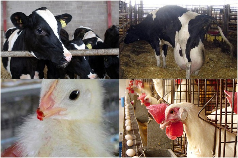 dia-mundial-do-vegetarianismo-afinal-o-que-e-isso-ovos-leite-veganismo-debicagem-especismo-libertação-animal