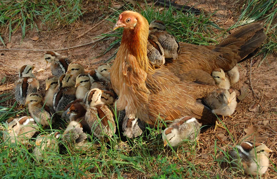 ovos-eticos-galinhas-soltas-etica-animal-qual-o-problema-consumir-ovos-veganismo-hen-family