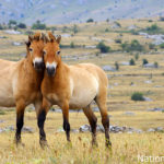 Cavalos serão devolvidos para habitat natural na Rússia