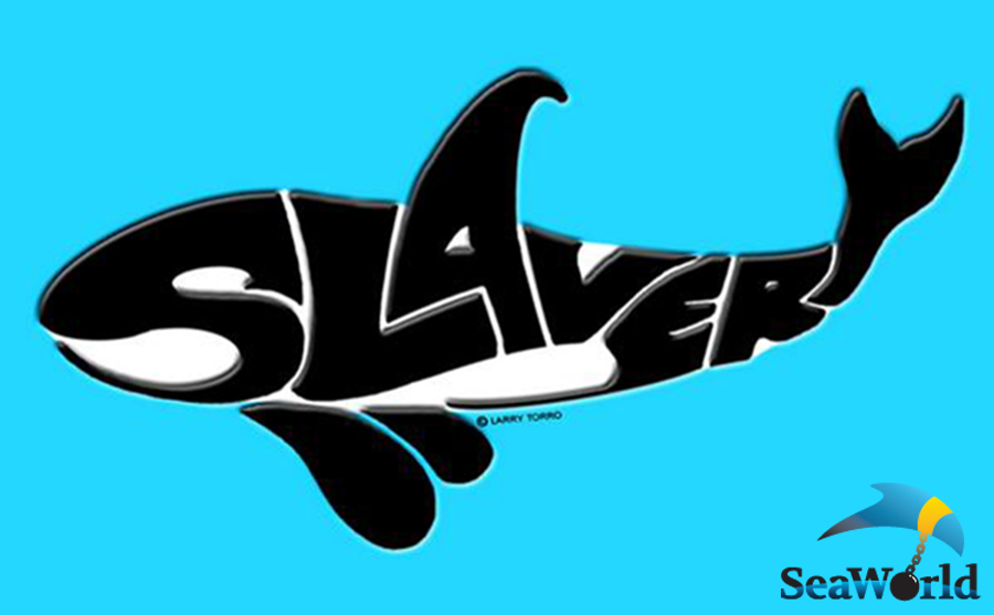 seaworld-diz-que-ira-encerrar-shows-com-orcas-em-san-diego-blackfish-aquarios-veganismo