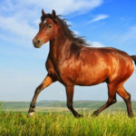 Cavalos são mortos no Brasil para exportação de carne