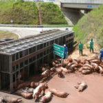 Carreta lotada de animais tomba próximo a Sorocaba (SP)