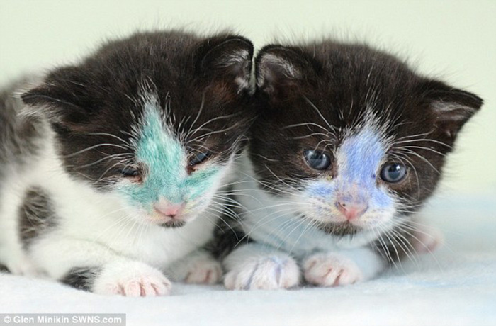 adoção-gatinhos-sao-pintados-com-tinta-permanente-na-inglaterra