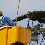 Chimpanzé foge de Zoológico no Japão em defesa de sua Liberdade
