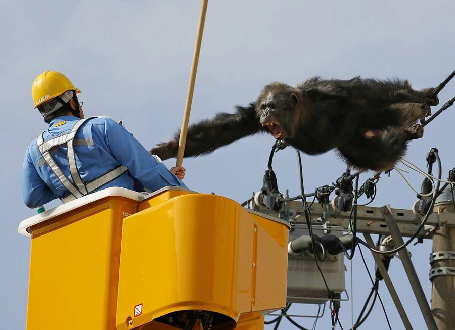 chimpanze-foge-de-zoologico-no-japao-em-defesa-de-sua-liberdade-aquarios-prisões-primatas-direitos-animais