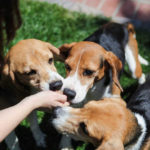 Foto exibe momento feliz em que beagles resgatados comem petiscos