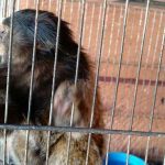 Polícia ambiental resgata mico e outros 7 silvestres em Minas Gerais